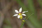 Annual blue-eyed grass